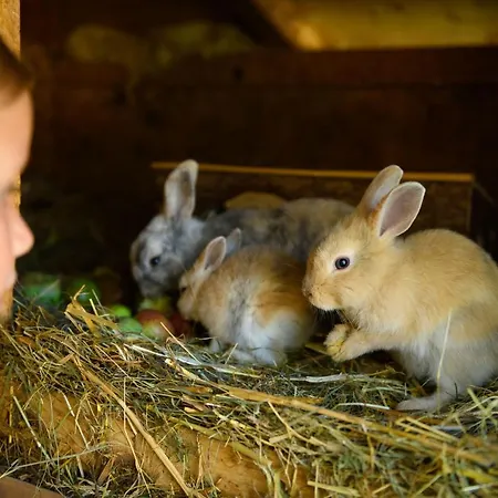 Hotel Wohlfuehlresort Und Feriengut Martinerhof Sankt Martin am Tennengebirge
